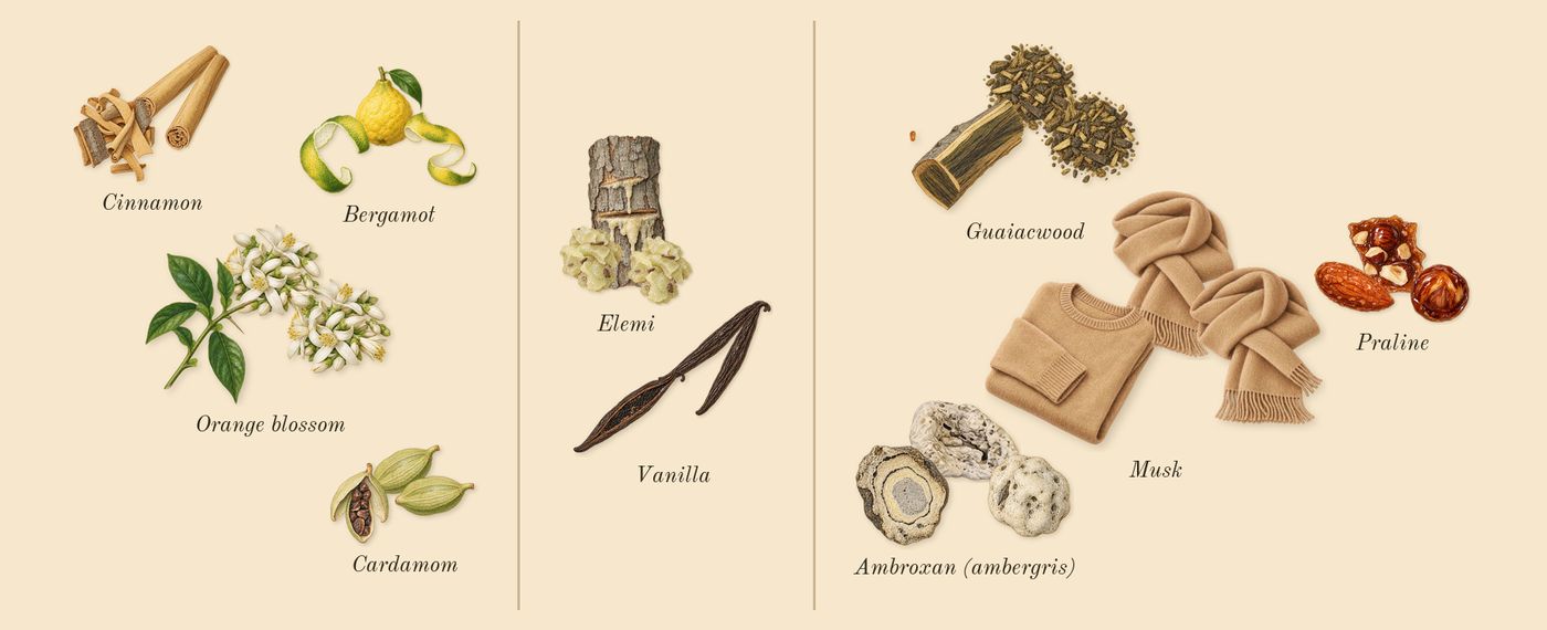 Liquid Brun’s scent picture, a draft: cinnamon, bergamot, cardamom, orange blossom, vanilla, elemi drawn so far; dashed outlines where nothing is drawn yet