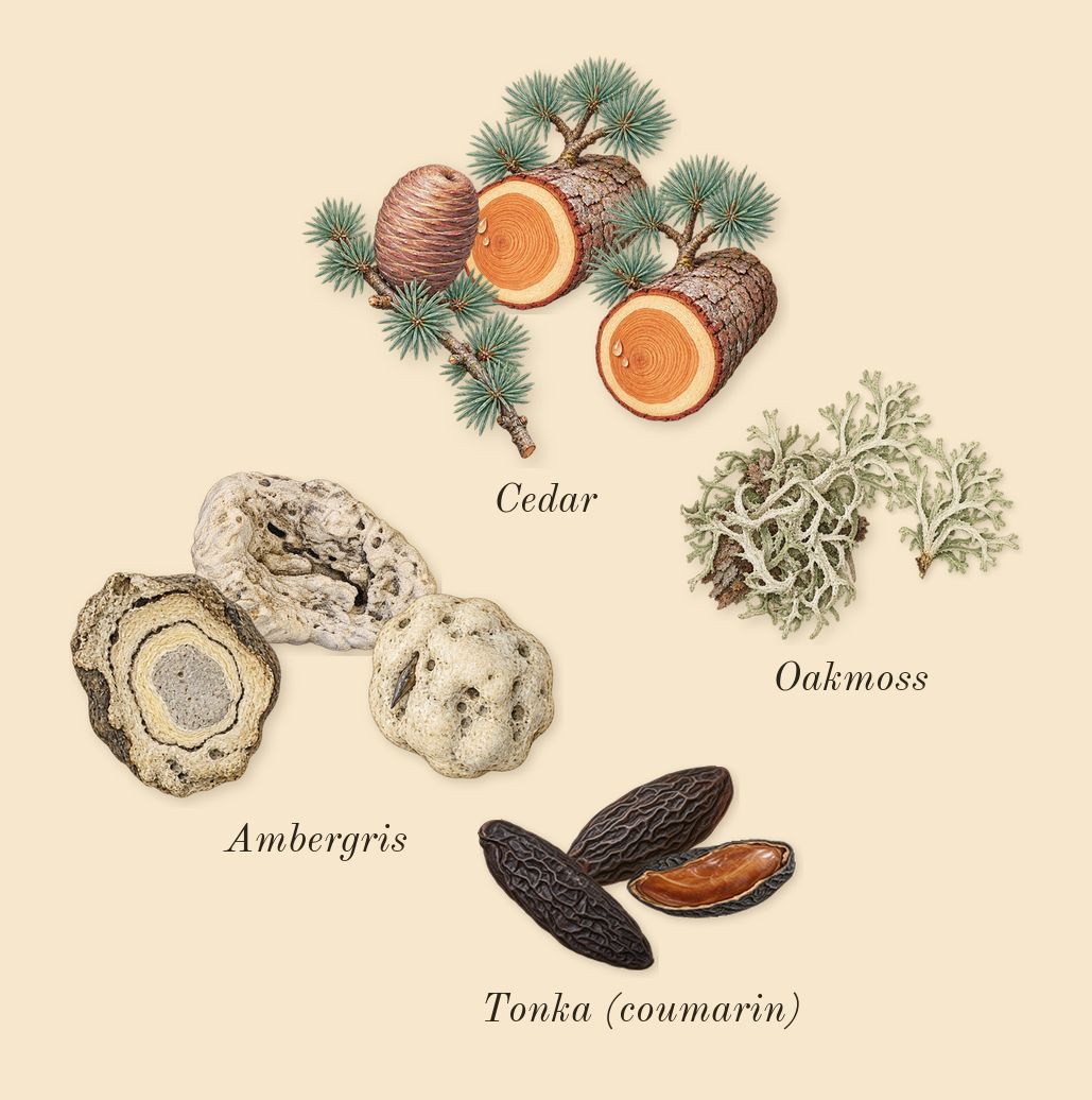 Vulcan Feu, dry-down: Cedar, Ambergris, Tonka (coumarin), Oakmoss