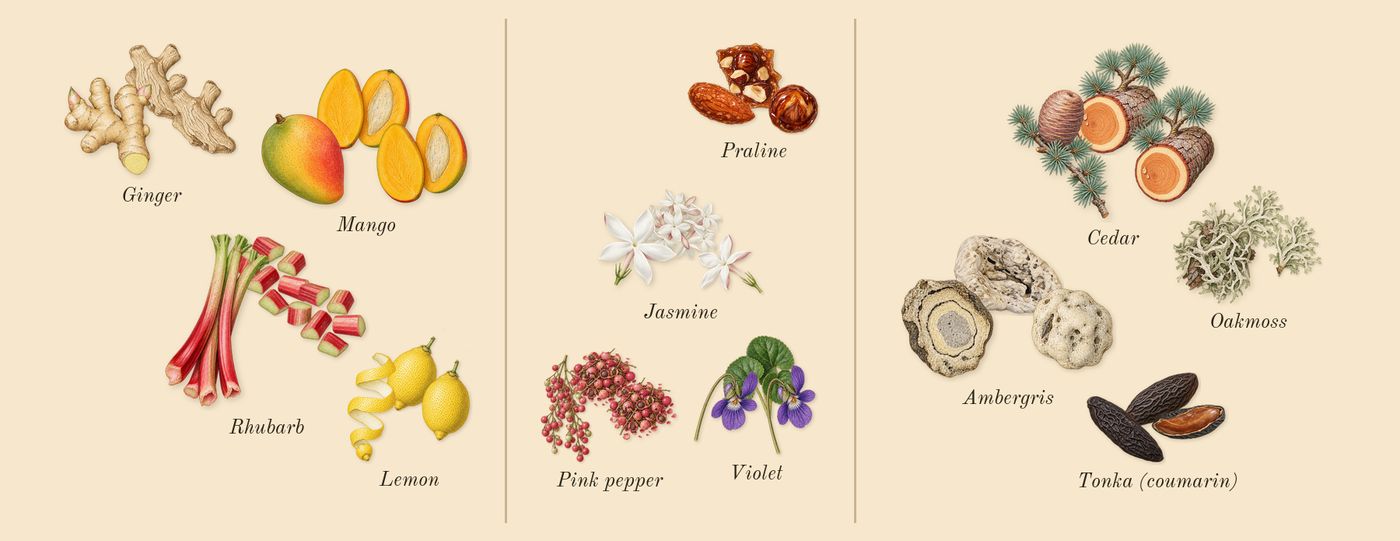 Vulcan Feu’s scent picture, a draft: ginger, mango, lemon, rhubarb, jasmine, violet drawn so far; dashed outlines where nothing is drawn yet