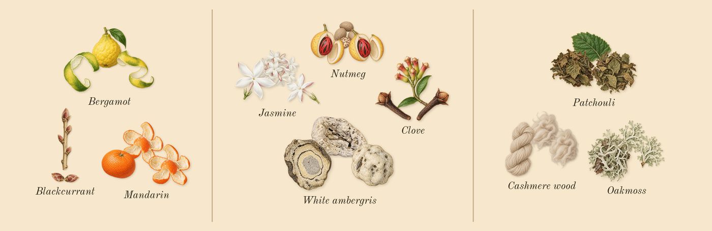 Sugardaddy’s scent picture, a draft: mandarin, bergamot, blackcurrant, nutmeg, clove, jasmine drawn so far; dashed outlines where nothing is drawn yet