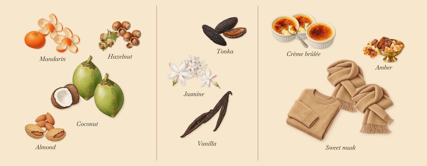 Vanilla Haze’s scent picture, a draft: mandarin, coconut, almond, hazelnut, vanilla, tonka drawn so far; dashed outlines where nothing is drawn yet