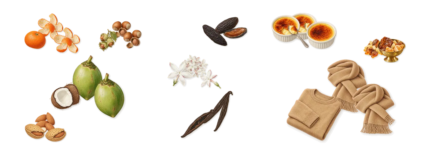 Vanilla Haze’s scent picture, a draft: mandarin, coconut, almond, hazelnut, vanilla, tonka drawn so far; dashed outlines where nothing is drawn yet