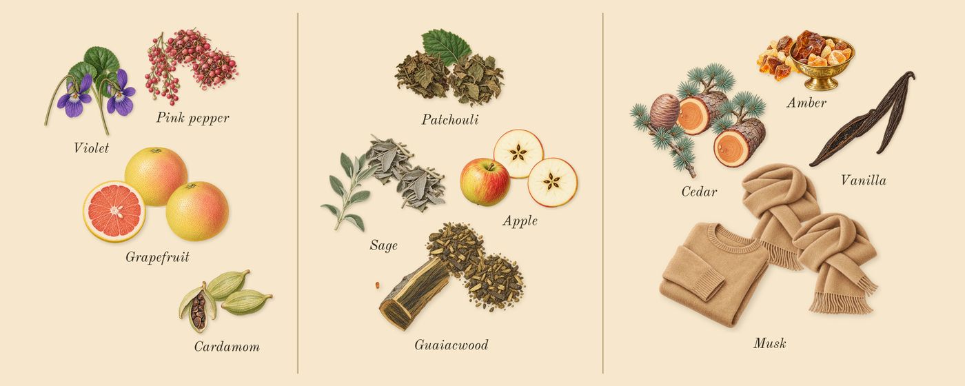 Yes I Am The King Icon’s scent picture, a draft: pink pepper, cardamom, grapefruit, violet, guaiacwood, apple drawn so far; dashed outlines where nothing is drawn yet