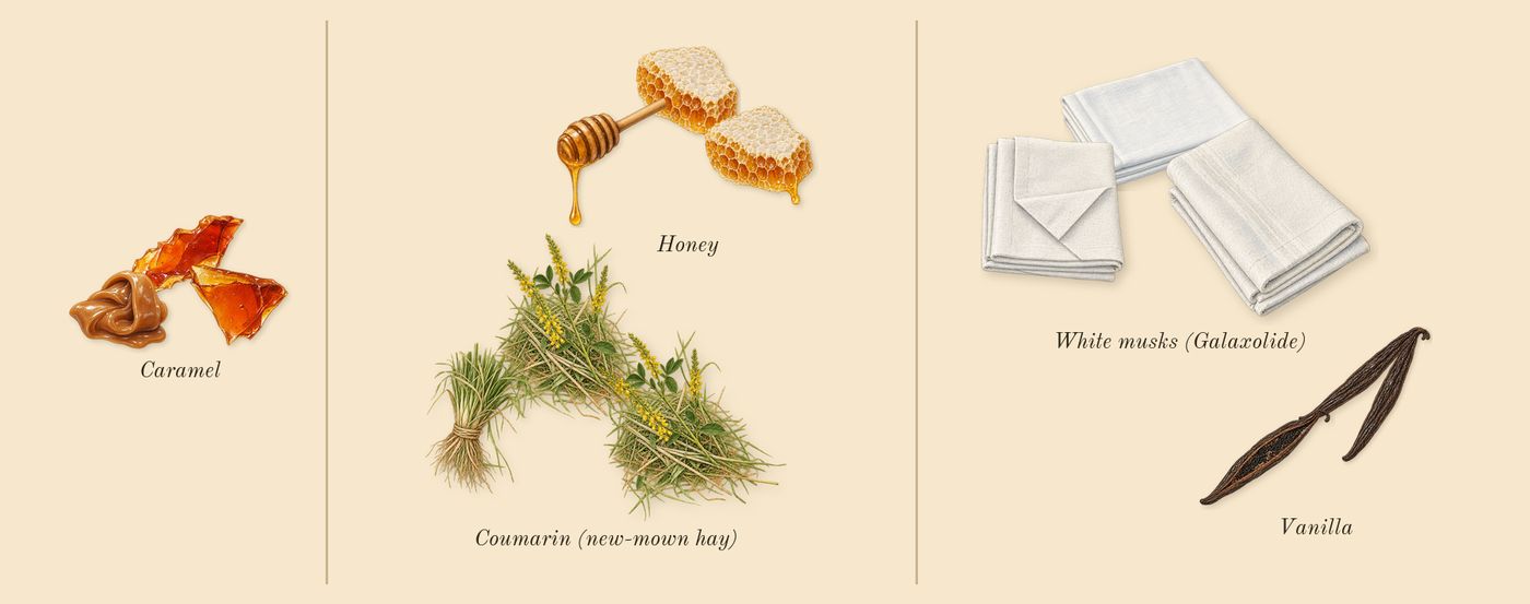 Bianco Latte’s scent picture, a draft: caramel, honey, coumarin (new-mown hay), vanilla, white musks (galaxolide) drawn so far; dashed outlines where nothing is drawn yet