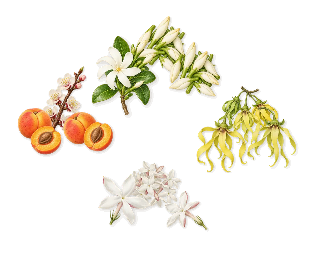 Borabora, when you spray it: Tiare, Ylang-ylang, Jasmine, Apricot
