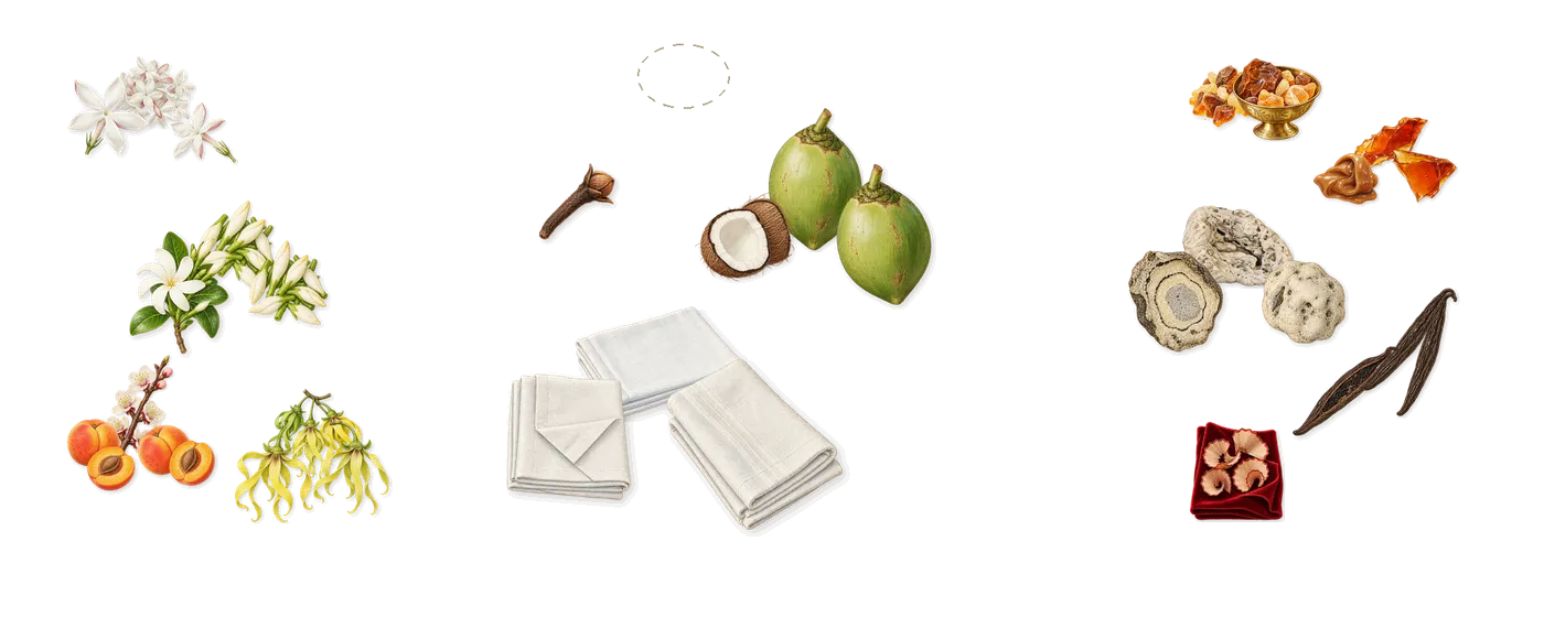 Borabora’s scent picture, a draft: tiare, ylang-ylang, jasmine, apricot, coconut, white musk (galaxolide) drawn so far; dashed outlines where nothing is drawn yet