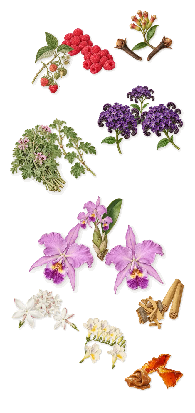 Ambassador Intense, as it settles: Raspberry, Caramel, Cinnamon, Clove, Jasmine, Heliotrope, Geranium, Orchid, Freesia