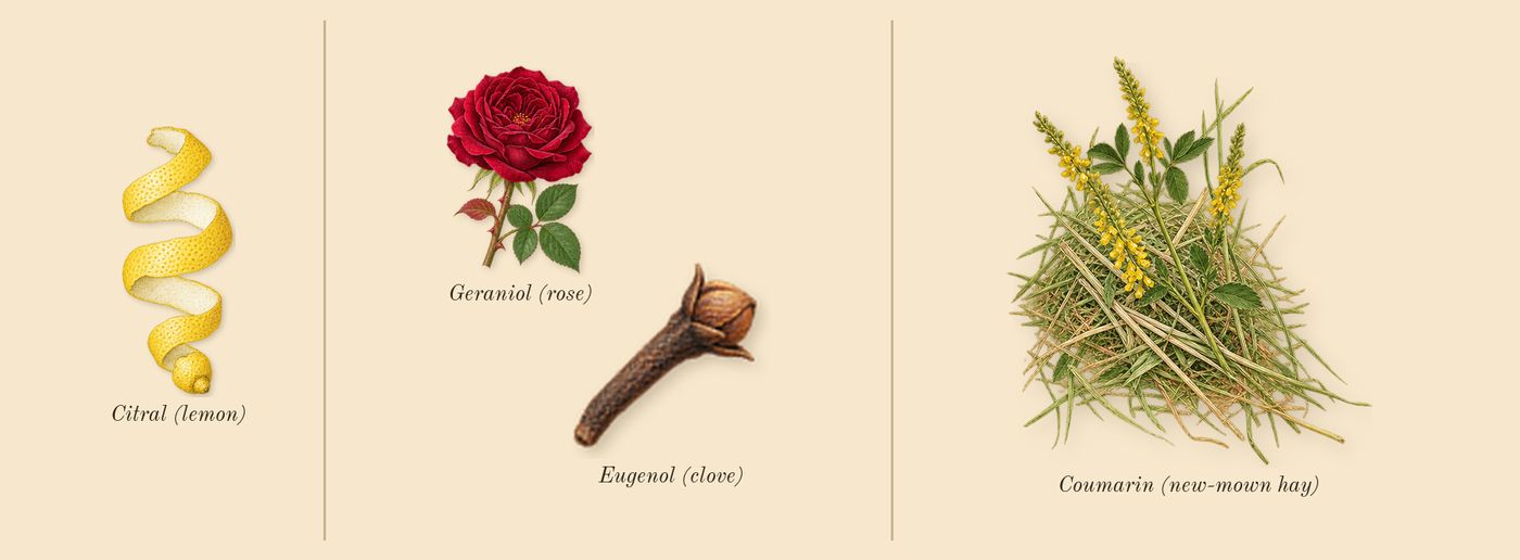 Ambassador Men’s scent picture, a draft: coumarin (new-mown hay), citral (lemon), geraniol (rose), eugenol (clove) drawn so far; dashed outlines where nothing is drawn yet