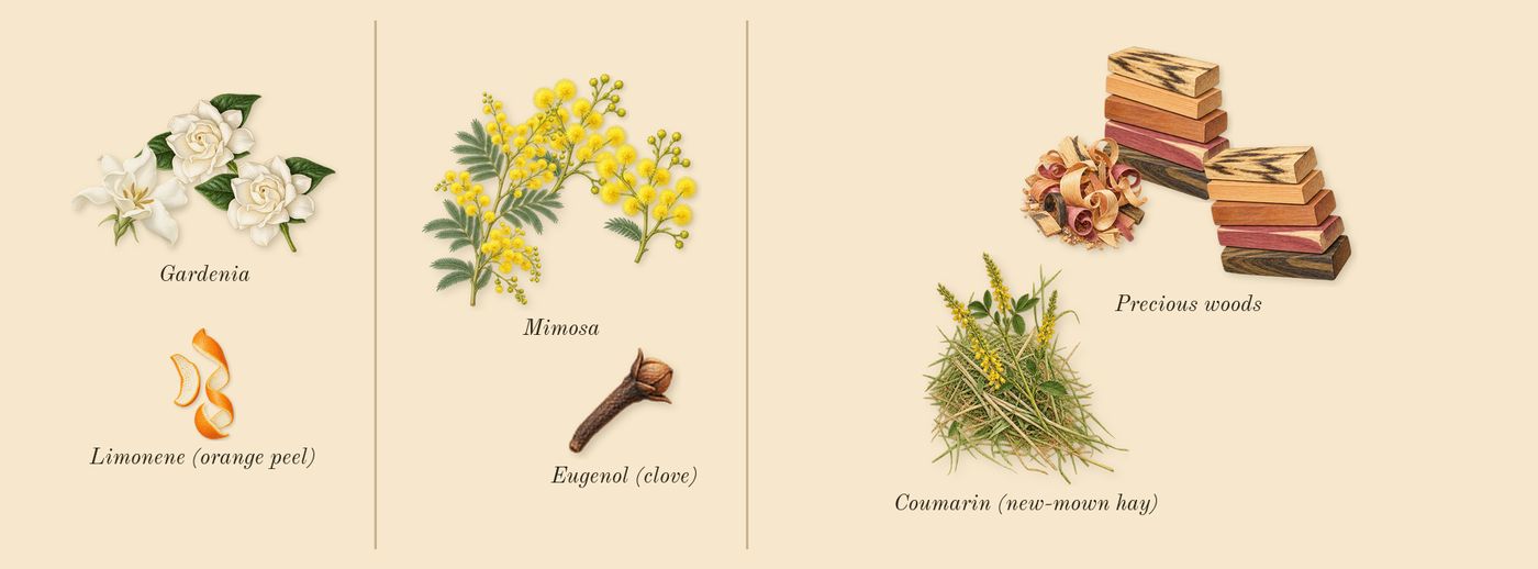 Amarige’s scent picture, a draft: gardenia, mimosa, precious woods, coumarin (new-mown hay), limonene (orange peel), eugenol (clove) drawn so far; dashed outlines where nothing is drawn yet