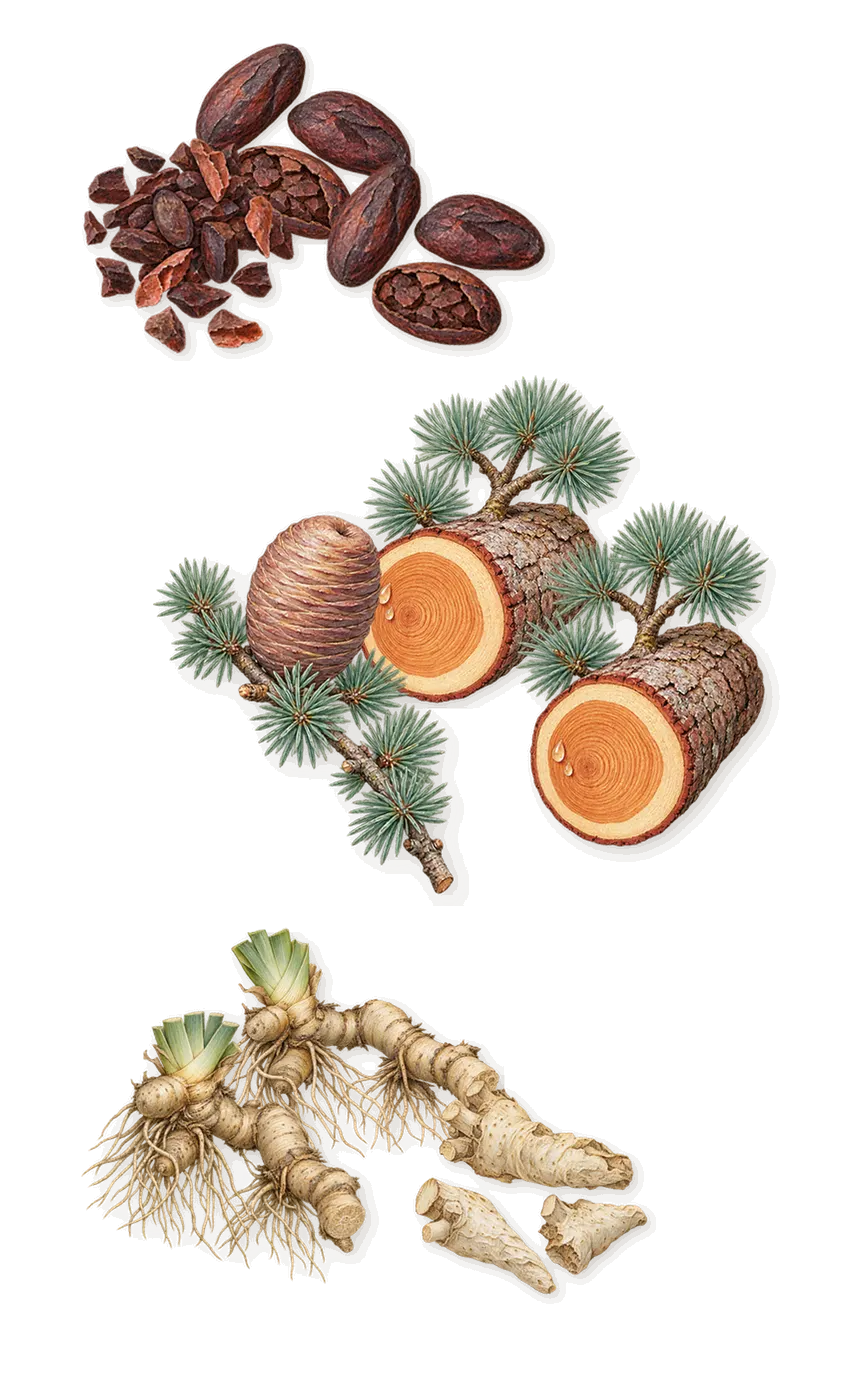 Gentleman Boisée, as it settles: Iris, Cedar, Cacao