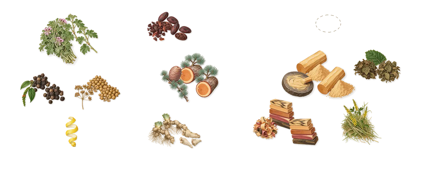Gentleman Boisée’s scent picture, a draft: black pepper, coriander, geranium, iris, cedar, cacao drawn so far; dashed outlines where nothing is drawn yet