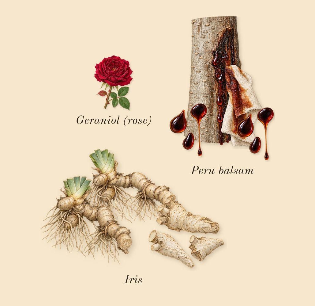 Gentleman, heart: Iris, Peru balsam, Geraniol (rose)