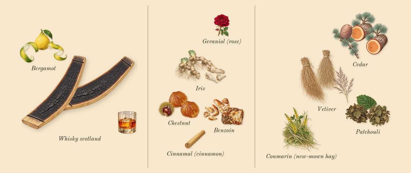 Gentleman Réserve Privée’s scent picture, a draft: bergamot, whisky scotland, chestnut, iris, benzoin, cedar drawn so far; dashed outlines where nothing is drawn yet