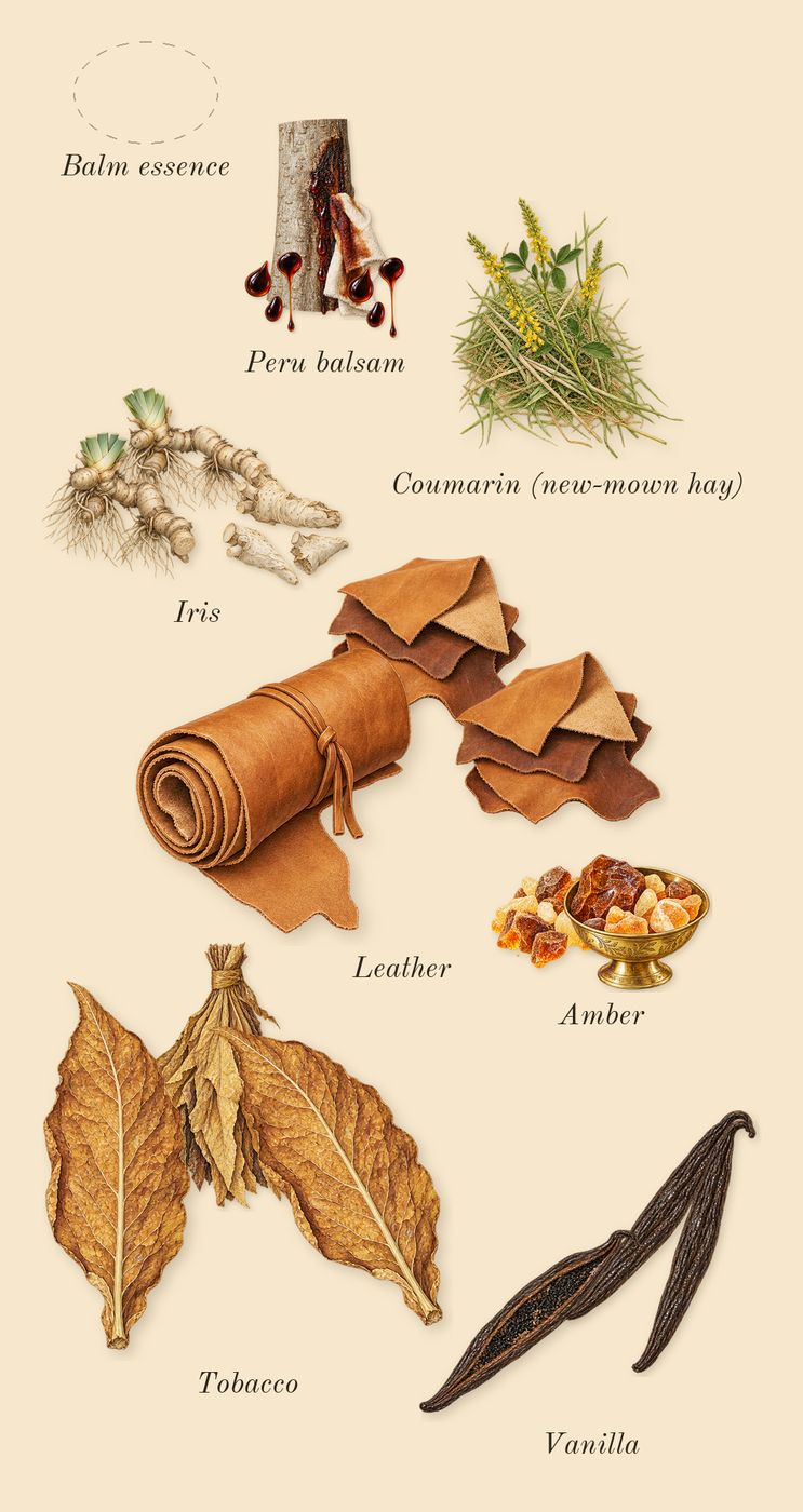 Gentleman Society Ambrée, dry-down: Tobacco, Balm essence, Vanilla, Iris, Peru balsam, Amber, Leather, Coumarin (new-mown hay)