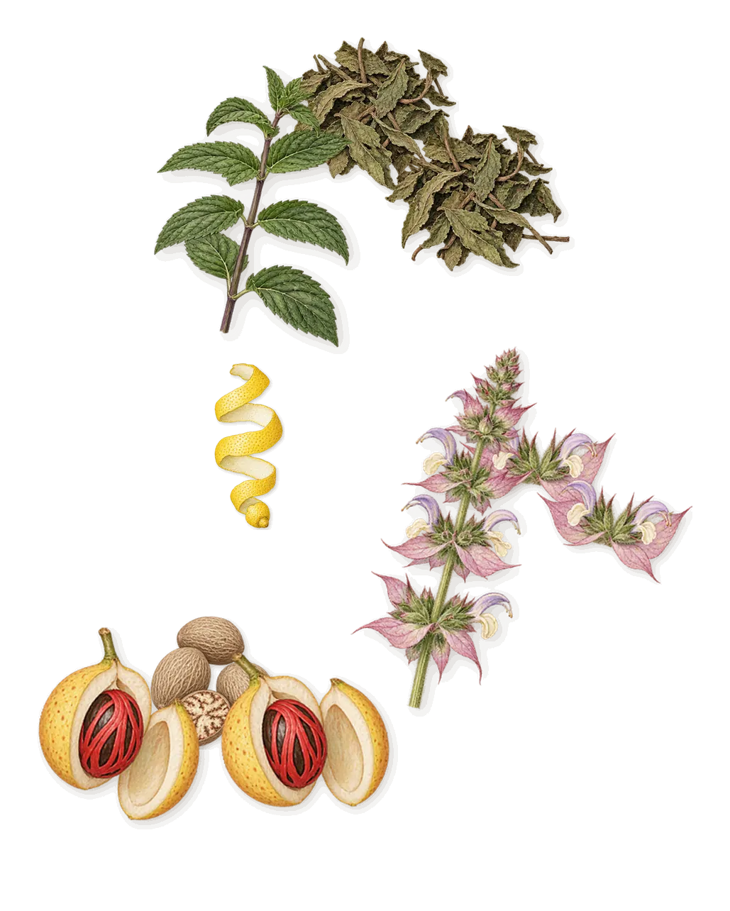 Gentleman Society Extrême, when you spray it: Clary sage, Mint, Nutmeg, Citral (lemon)