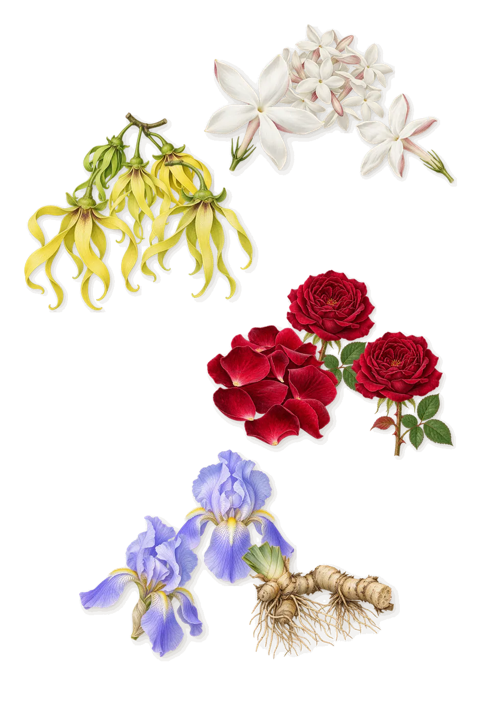 Irresistible Very Floral, as it settles: Rose, Iris, Ylang-ylang, Jasmine
