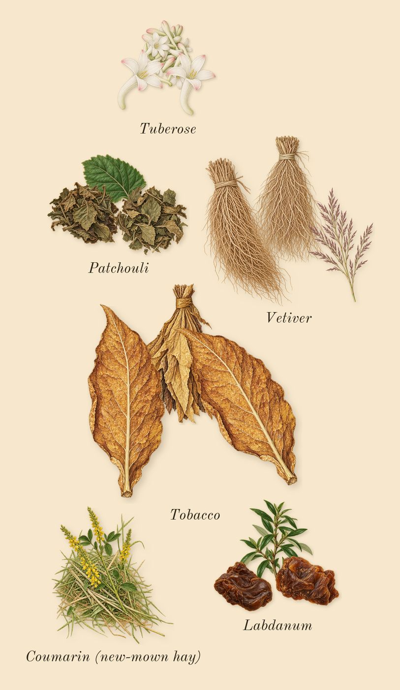 L'Interdit Absolu, dry-down: Tobacco, Patchouli, Vetiver, Tuberose, Labdanum, Coumarin (new-mown hay)