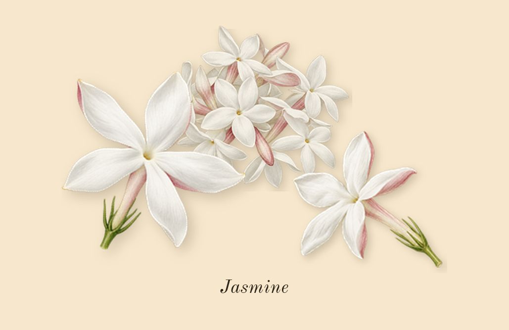 L'Interdit Absolu, heart: Jasmine