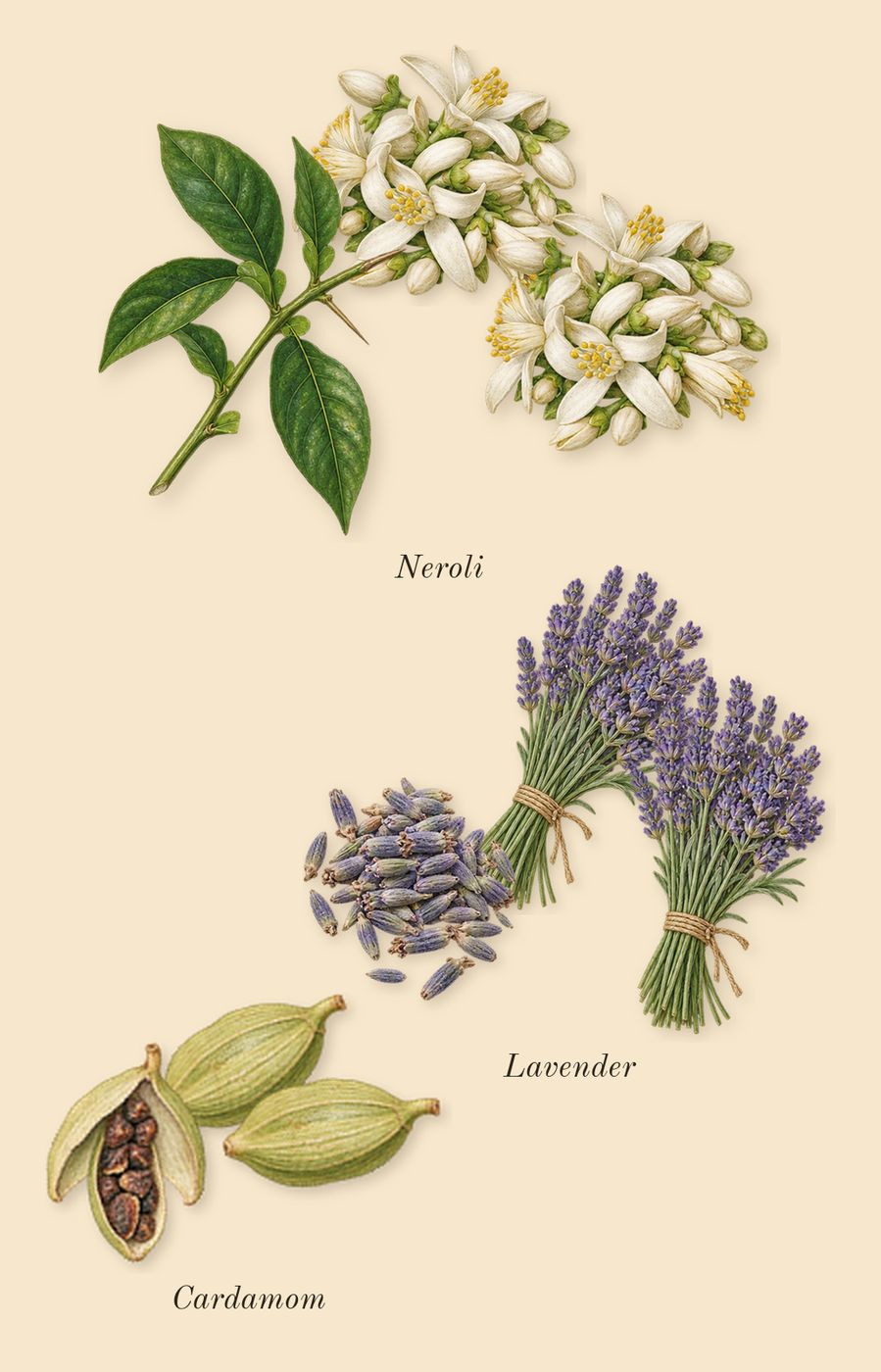 L'Interdit Absolu, top notes: Neroli, Lavender, Cardamom