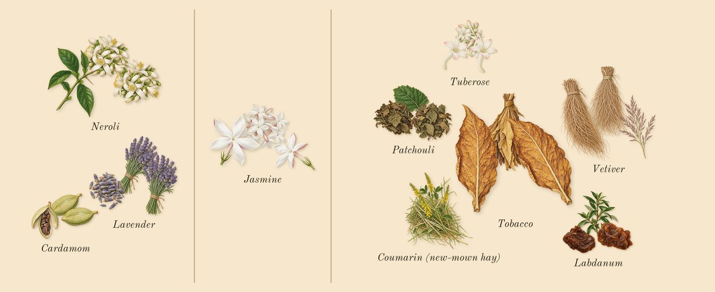 L'Interdit Absolu’s scent picture, a draft: neroli, lavender, cardamom, jasmine, tobacco, patchouli drawn so far; dashed outlines where nothing is drawn yet