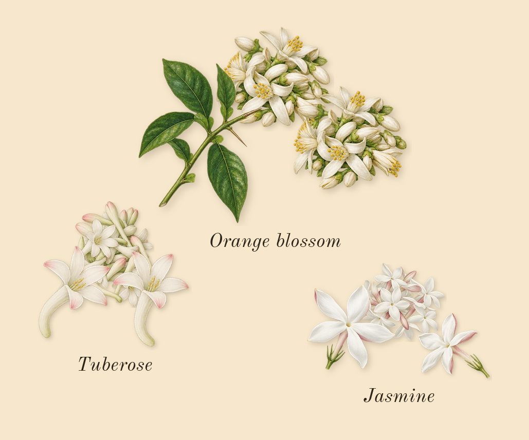 L'Interdit, heart: Orange blossom, Jasmine, Tuberose