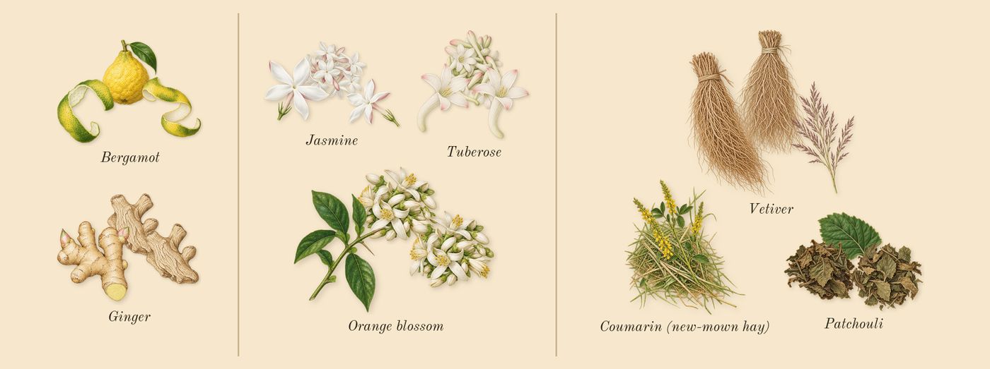 L'Interdit’s scent picture, a draft: bergamot, ginger, orange blossom, jasmine, tuberose, patchouli drawn so far; dashed outlines where nothing is drawn yet