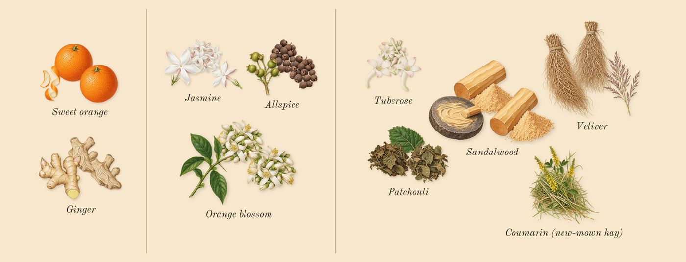 L'Interdit Rouge’s scent picture, a draft: sweet orange, ginger, orange blossom, jasmine, allspice, patchouli drawn so far; dashed outlines where nothing is drawn yet