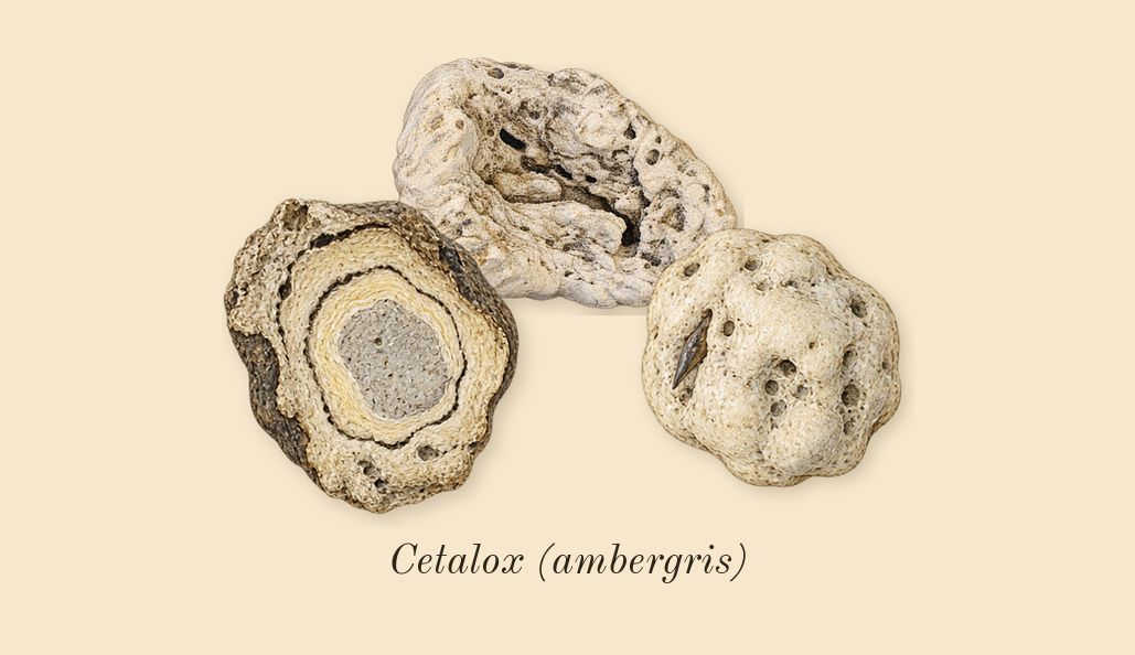 You Doux, dry-down: Cetalox (ambergris)