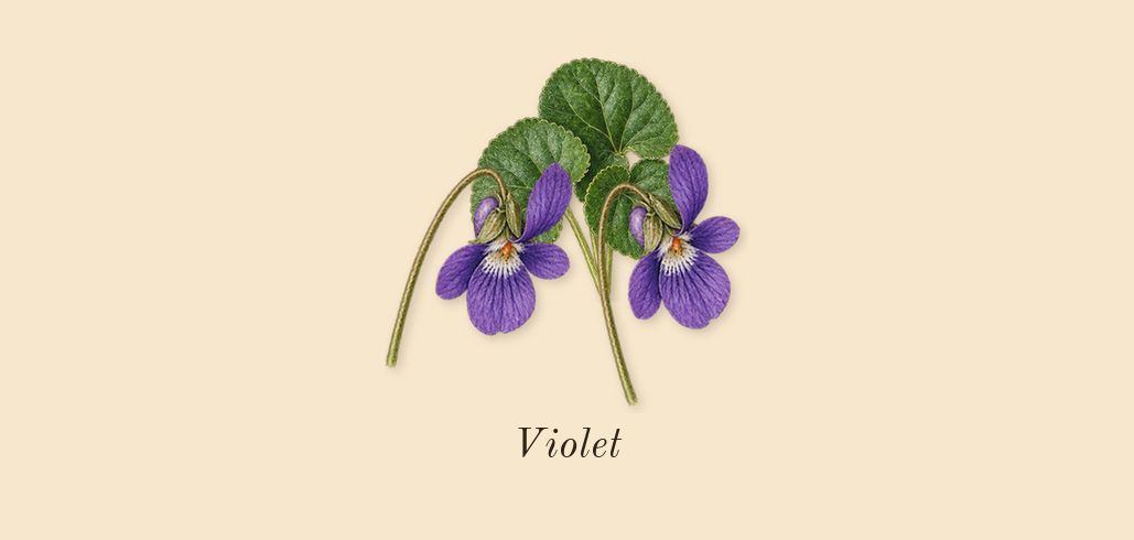 You Doux, top notes: Violet