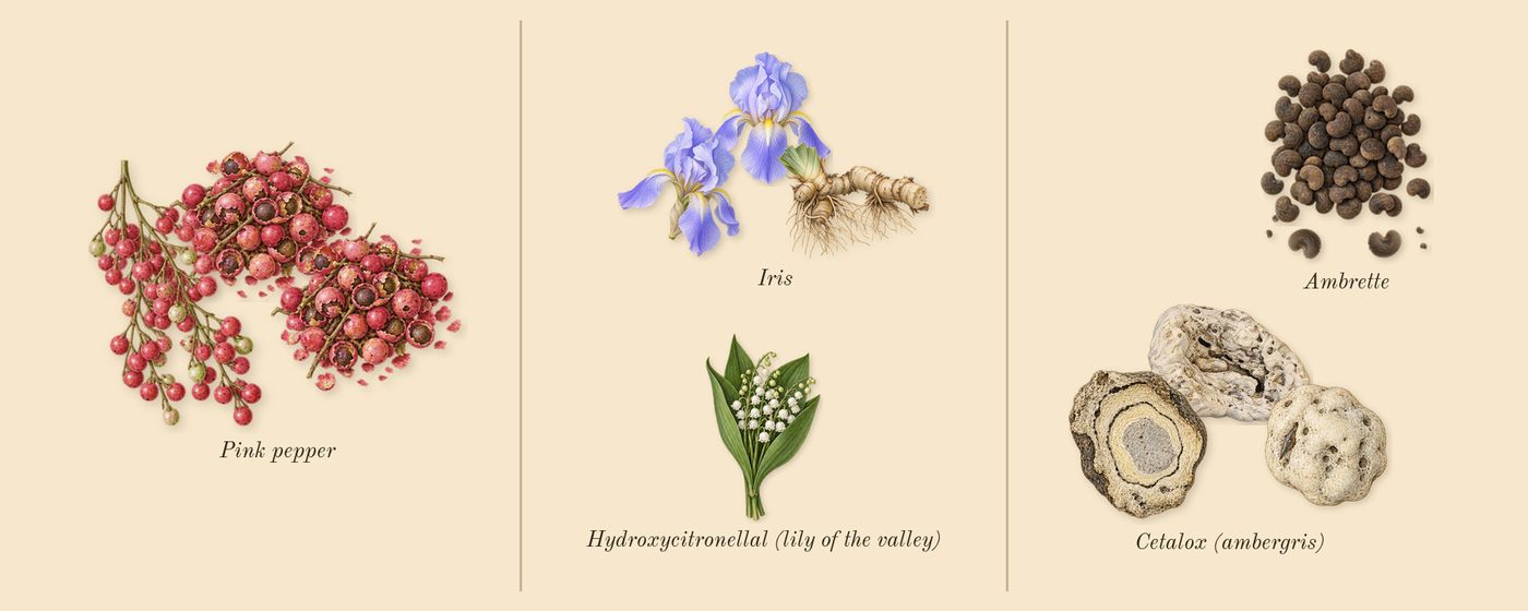 You’s scent picture, a draft: pink pepper, iris, ambrette, cetalox (ambergris), hydroxycitronellal (lily of the valley) drawn so far; dashed outlines where nothing is drawn yet