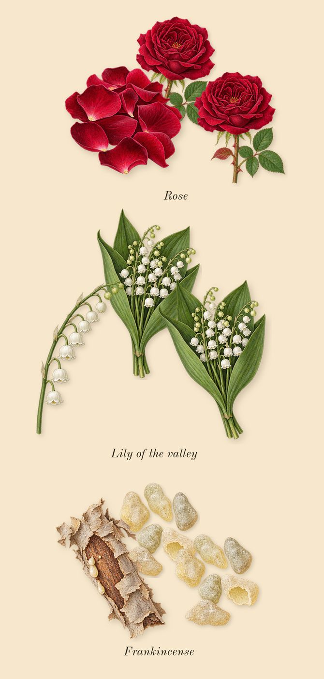 Gold Man, top notes: Rose, Lily of the valley, Frankincense
