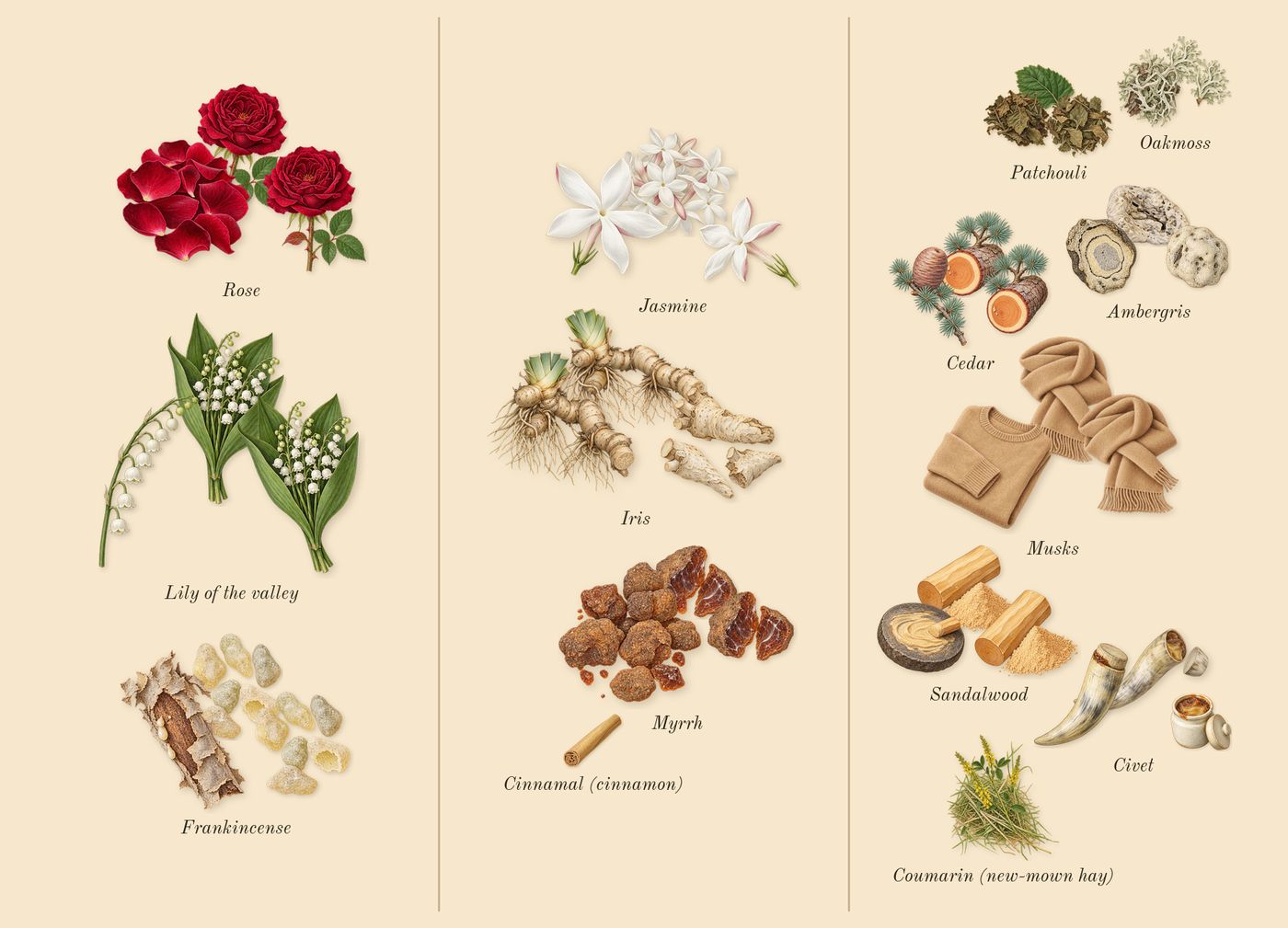 Gold Man’s scent picture, a draft: rose, lily of the valley, frankincense, jasmine, iris, myrrh drawn so far; dashed outlines where nothing is drawn yet