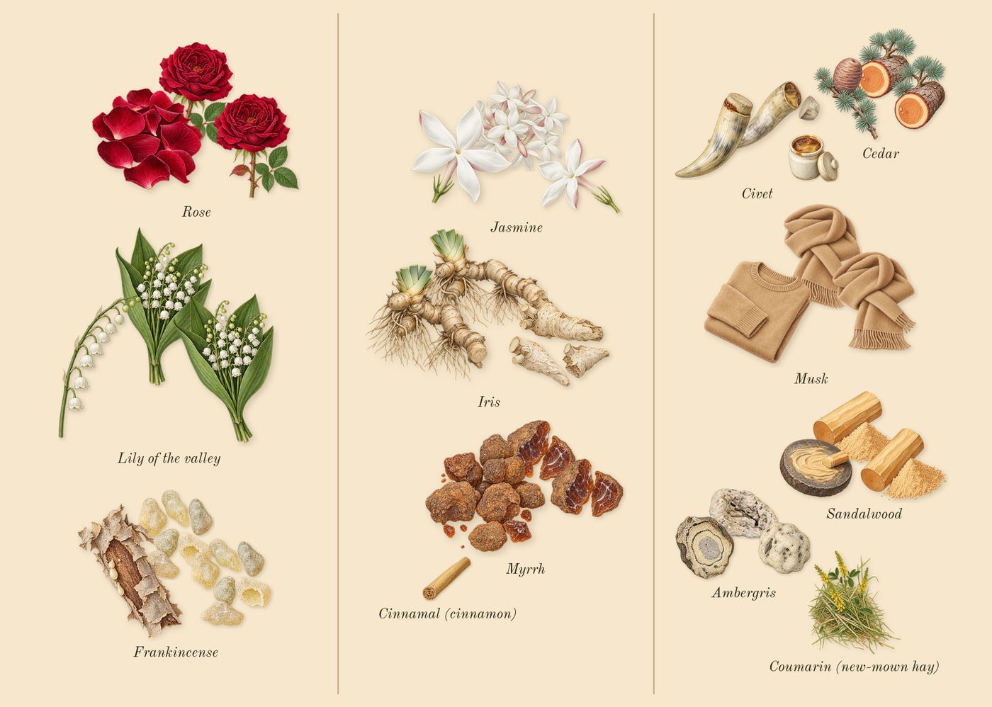 Gold Woman’s scent picture, a draft: rose, lily of the valley, frankincense, myrrh, iris, jasmine drawn so far; dashed outlines where nothing is drawn yet