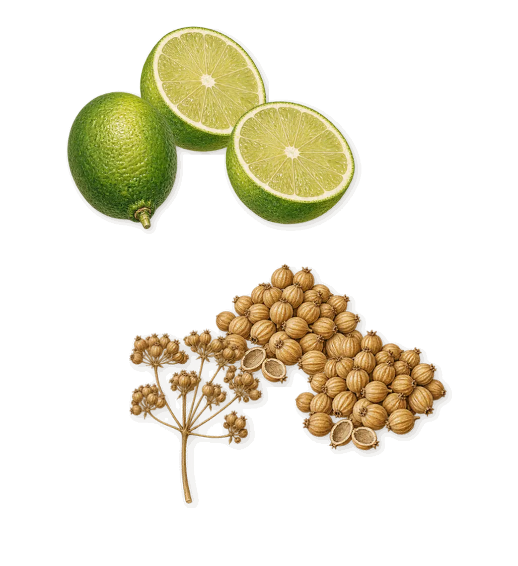 Bohemian Lime, when you spray it: Lime, Coriander