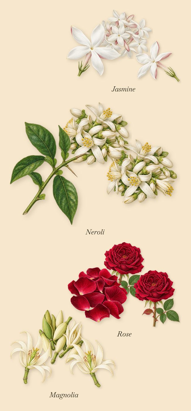 Ingenious Ginger, as it settles: Magnolia, Neroli, Jasmine, Rose