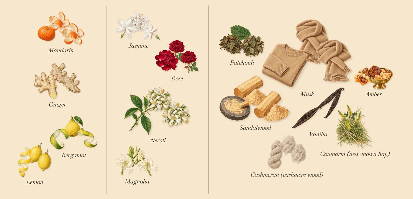 Ingenious Ginger’s scent picture, a draft: mandarin, ginger, magnolia, neroli, amber, sandalwood drawn so far; dashed outlines where nothing is drawn yet