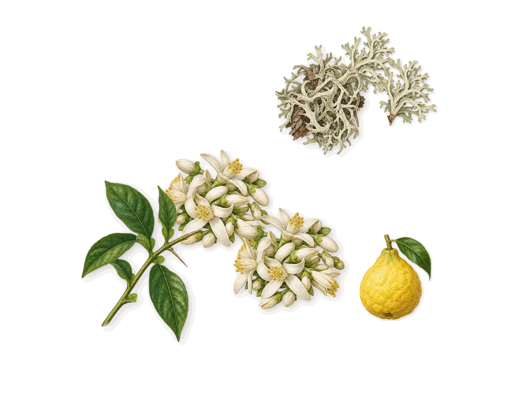 Tales of Amber, when you spray it: Oakmoss, Orange blossom, Bergamot