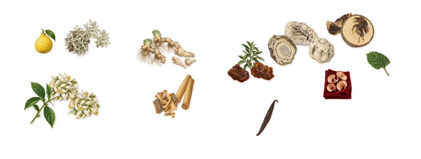 Tales of Amber’s scent picture, a draft: oakmoss, orange blossom, iris, cinnamon, labdanum, ambergris drawn so far; dashed outlines where nothing is drawn yet