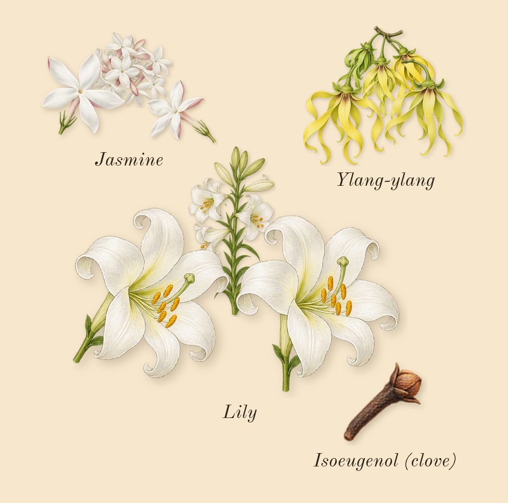 Bamboo, heart: Ylang-ylang, Lily, Jasmine, Isoeugenol (clove)