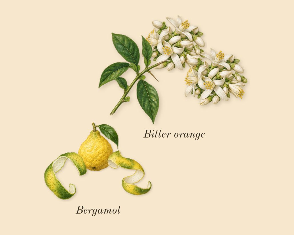 Bamboo, top notes: Bitter orange, Bergamot