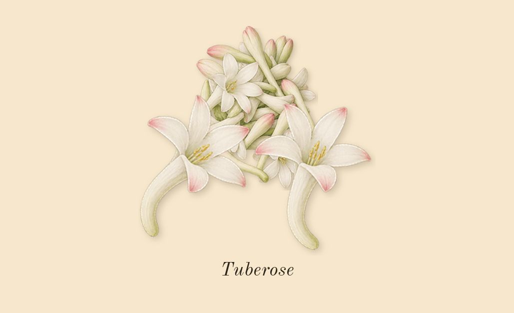 Bloom, dry-down: Tuberose