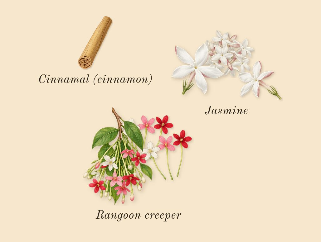 Bloom, heart: Jasmine, Rangoon creeper, Cinnamal (cinnamon)