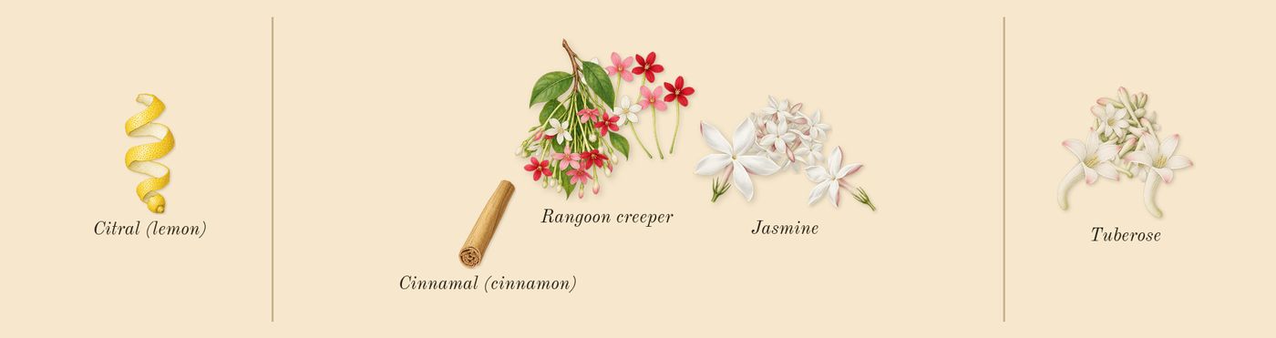 Bloom’s scent picture, a draft: tuberose, jasmine, rangoon creeper, citral (lemon), cinnamal (cinnamon) drawn so far; dashed outlines where nothing is drawn yet