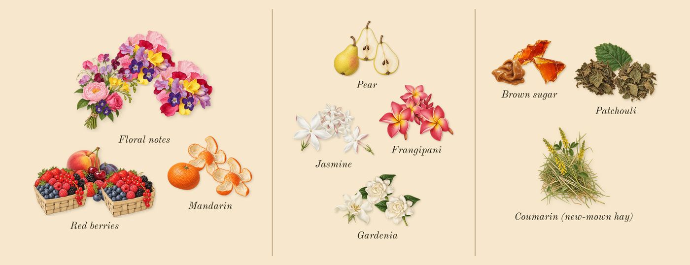 Flora Gorgeous Gardenia’s scent picture, a draft: floral notes, mandarin, red berries, gardenia, jasmine, frangipani drawn so far; dashed outlines where nothing is drawn yet