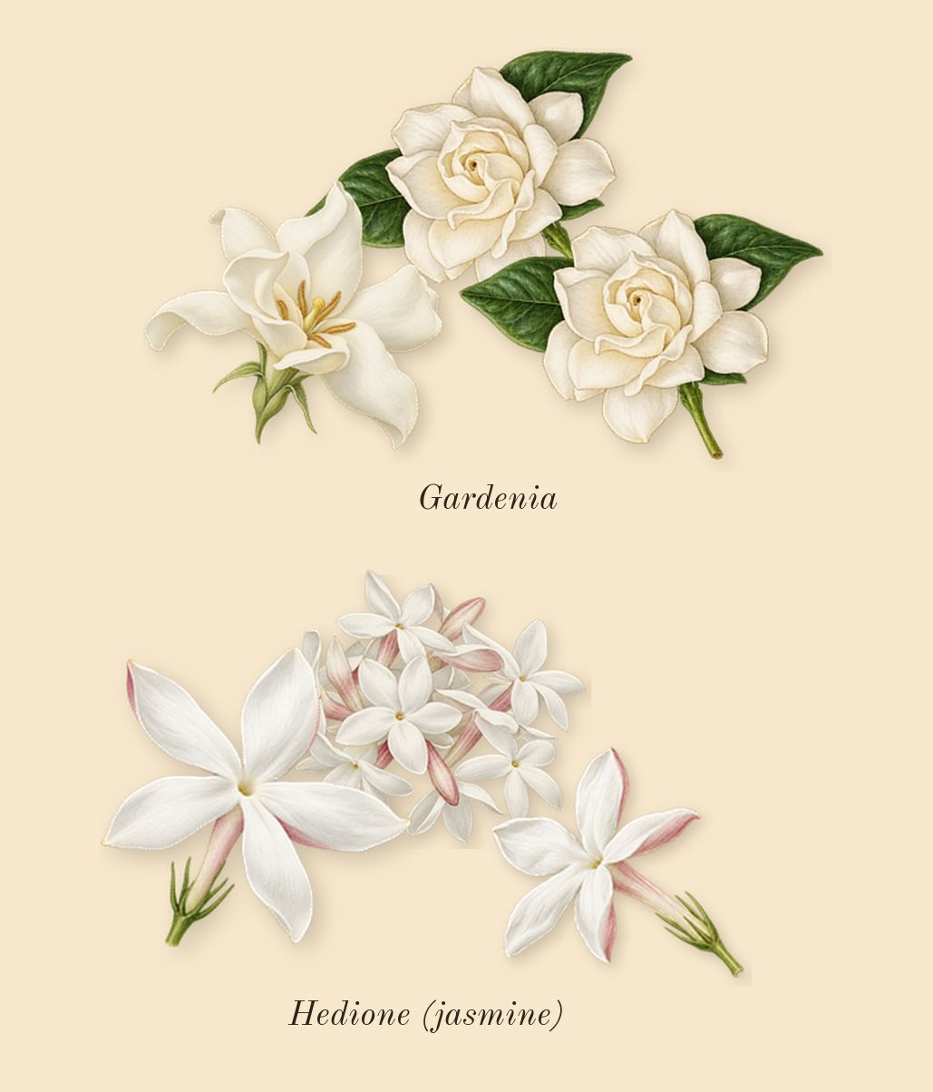 Flora Gorgeous Gardenia Intense, heart: Gardenia, Hedione (jasmine)