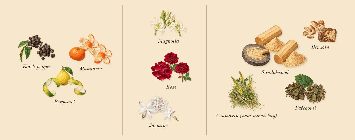 Flora Gorgeous Jasmine’s scent picture, a draft: mandarin, bergamot, black pepper, jasmine, magnolia, rose drawn so far; dashed outlines where nothing is drawn yet