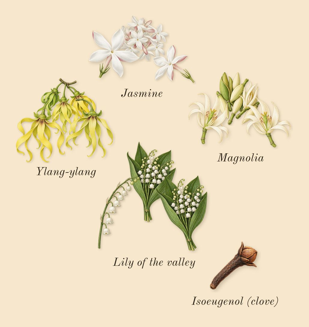 Flora Gorgeous Magnolia, heart: Magnolia, Jasmine, Lily of the valley, Ylang-ylang, Isoeugenol (clove)