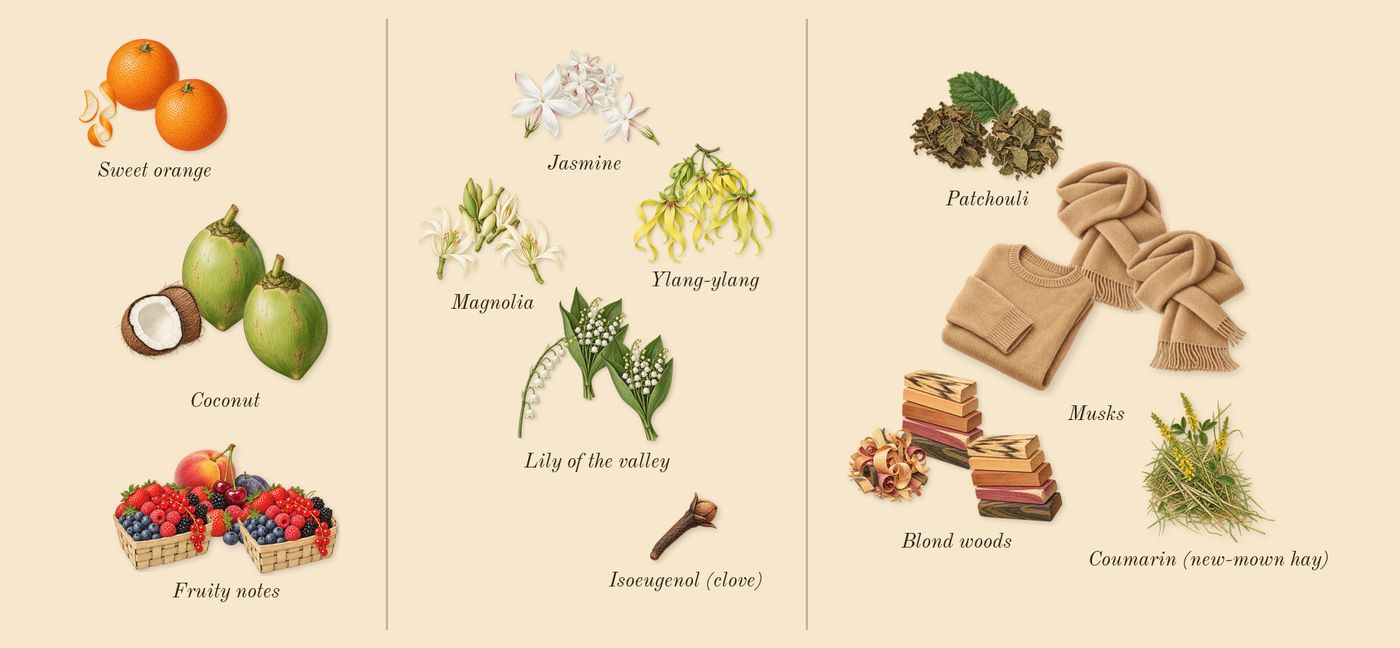 Flora Gorgeous Magnolia’s scent picture, a draft: fruity notes, sweet orange, coconut, magnolia, jasmine, lily of the valley drawn so far; dashed outlines where nothing is drawn yet