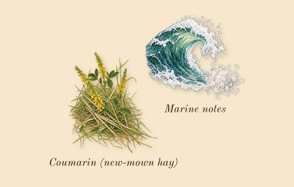 Flora Gorgeous Orchid, dry-down: Marine notes, Coumarin (new-mown hay)