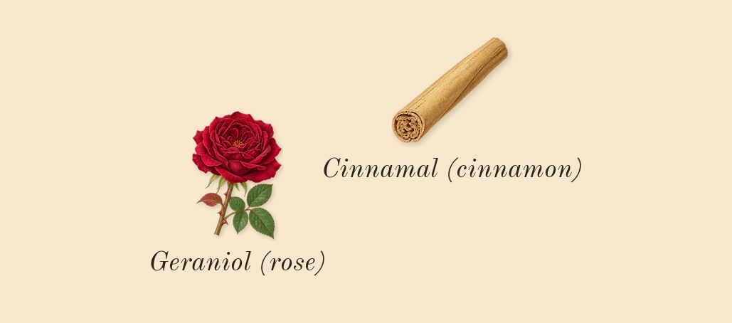 Flora Gorgeous Orchid, heart: Geraniol (rose), Cinnamal (cinnamon)
